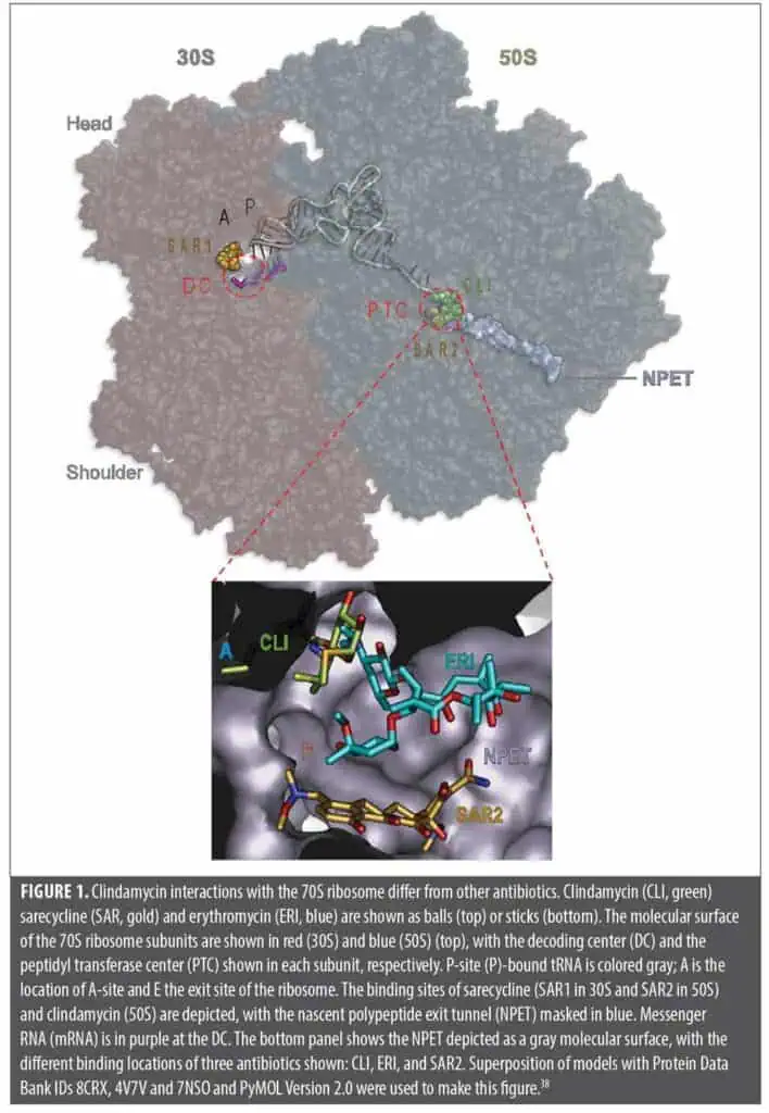 Clindamycin: A Comprehensive Status Report with Emphasis on Use in ...